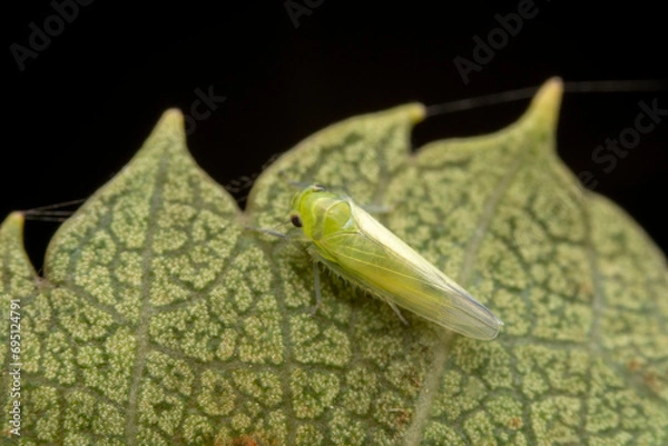 Obraz leafhopper in the wild state