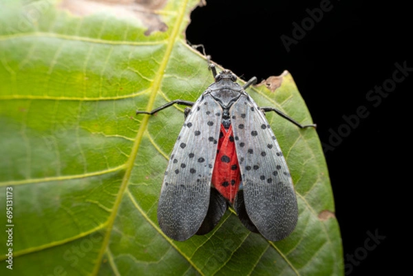 Obraz lycorma delicatula in the wild state
