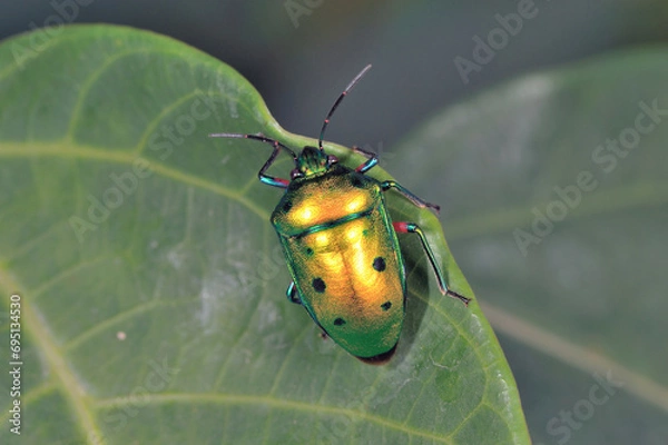 Obraz ナナホシキンカメムシ（沖縄県・石垣島）
