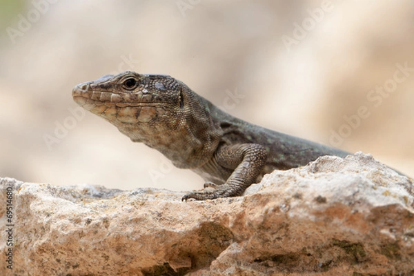 Fototapeta Dragonera-Echse