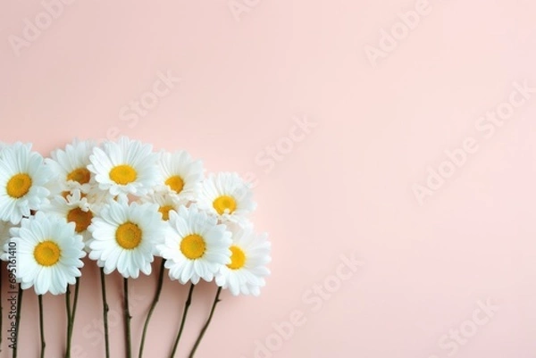 Fototapeta Daisy bunch isolated pastel Copy space