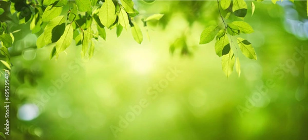 Fototapeta Beautiful natural spring summer defocused background with fresh lush foliage and bokeh in nature.