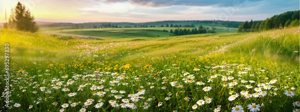 Obraz Piękny wiosenny i letni naturalny panoramiczny krajobraz pasterski z kwitnącym polem stokrotek na trawie na pagórkowatej wsi.