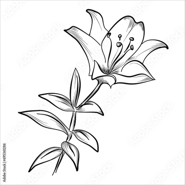 Fototapeta hand drawing of a lily flower, vector