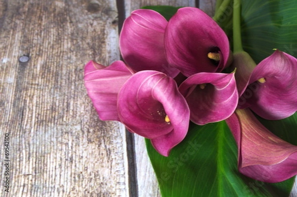 Obraz kalie na liściu