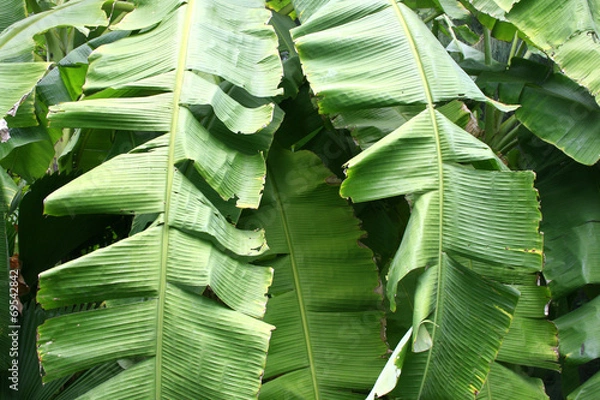 Fototapeta the image of banana leaves