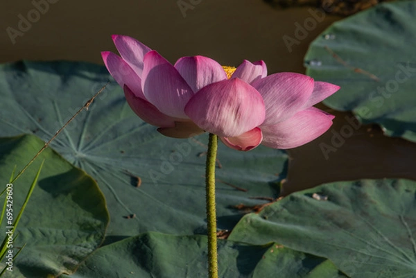 Obraz Beautiful lotus flower.