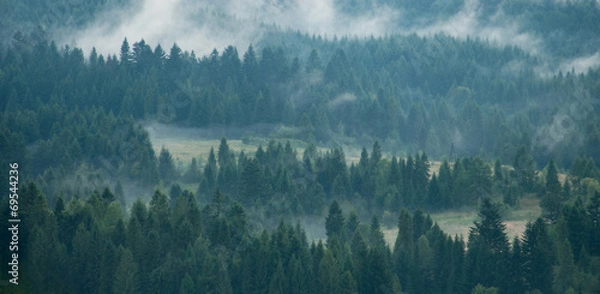 Obraz Mist covering the pine trees in mountains