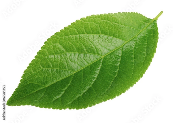 Fototapeta liść śliwki na białym