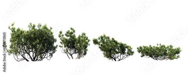 Fototapeta grass isolated on white background, gree tree on transparent background