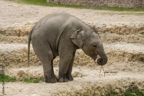Obraz Indischer Elefant