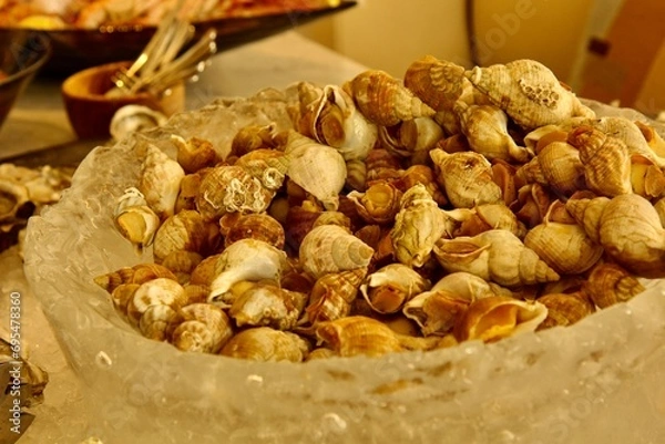 Fototapeta Conch shells on the ice