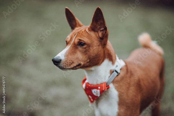 Obraz Basenji dogs in their natural environment.