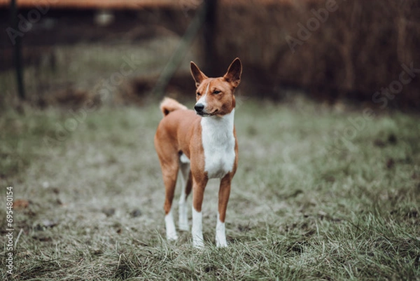 Obraz Basenji dogs in their natural environment.