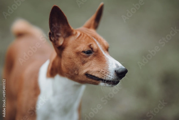 Obraz Basenji dogs in their natural environment.