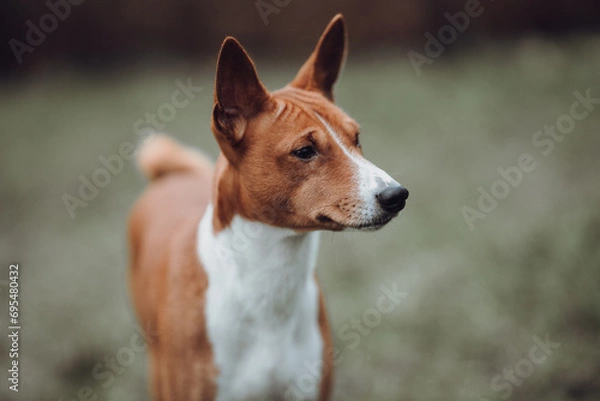 Obraz Basenji dogs in their natural environment.
