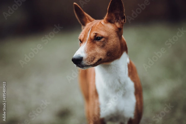 Obraz Basenji dogs in their natural environment.