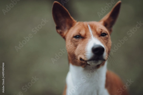 Obraz Basenji dogs in their natural environment.