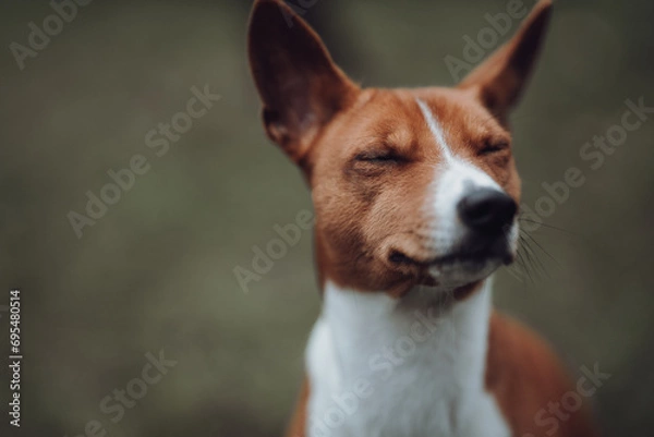 Obraz Basenji dogs in their natural environment.