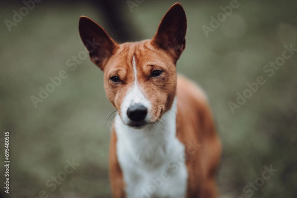 Obraz Basenji dogs in their natural environment.