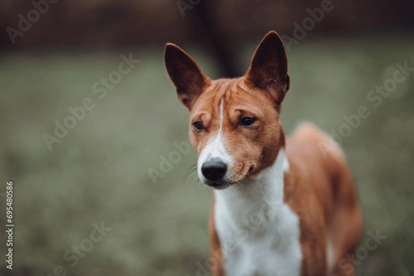 Obraz Basenji dogs in their natural environment.