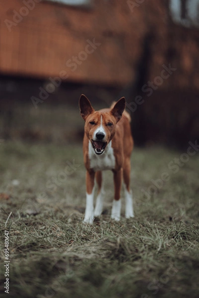 Obraz Basenji dogs in their natural environment.