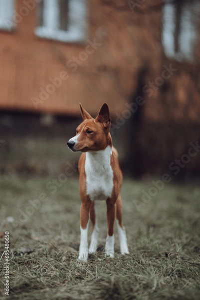 Obraz Basenji dogs in their natural environment.