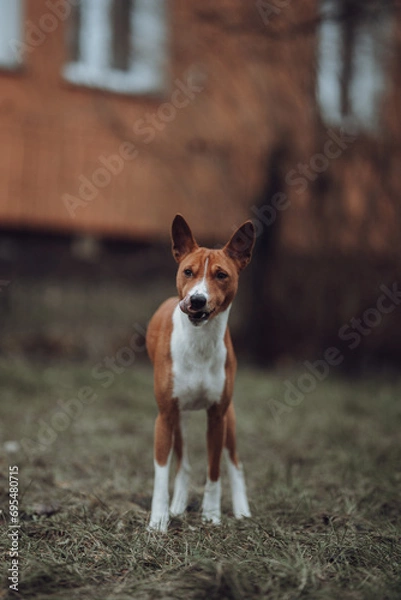 Obraz Basenji dogs in their natural environment.