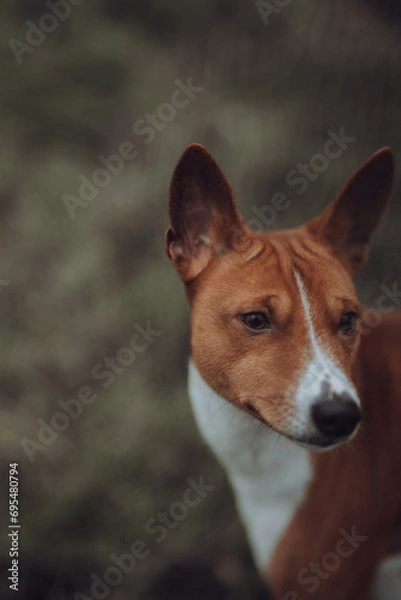 Obraz Basenji dogs in their natural environment.