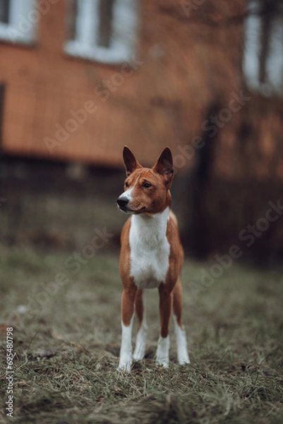 Obraz Basenji dogs in their natural environment.