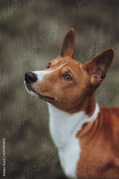 Obraz Basenji dogs in their natural environment.