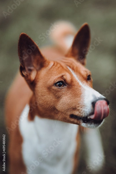 Obraz Basenji dogs in their natural environment.