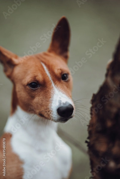 Obraz Basenji dogs in their natural environment.