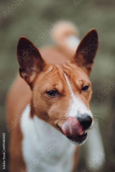 Obraz Basenji dogs in their natural environment.