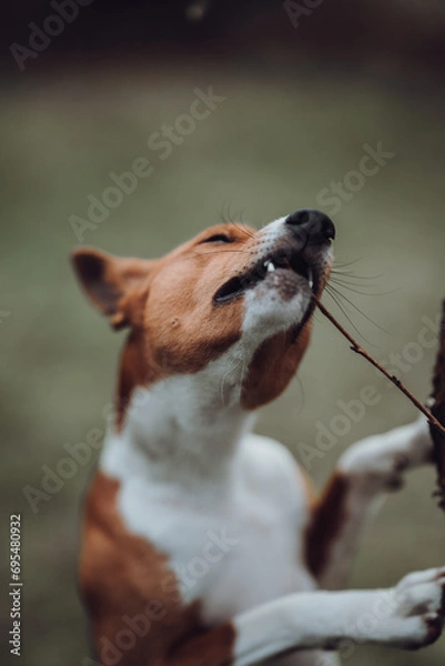 Fototapeta Basenji dogs in their natural environment.