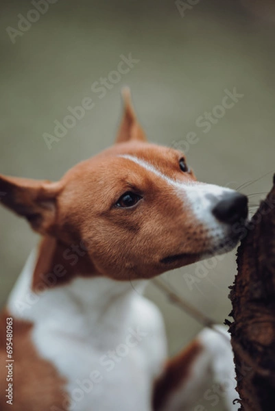 Obraz Basenji dogs in their natural environment.