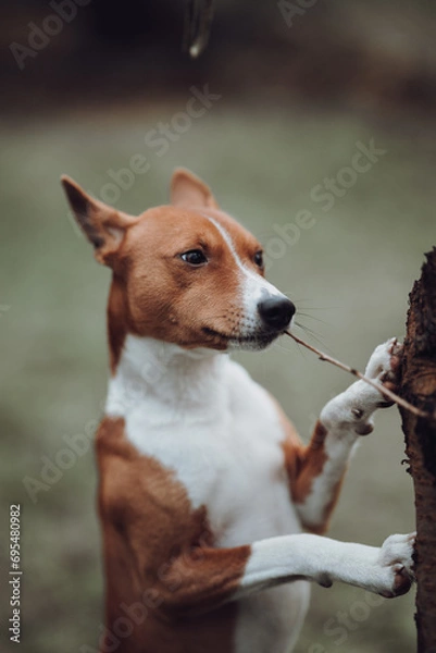 Obraz Basenji dogs in their natural environment.