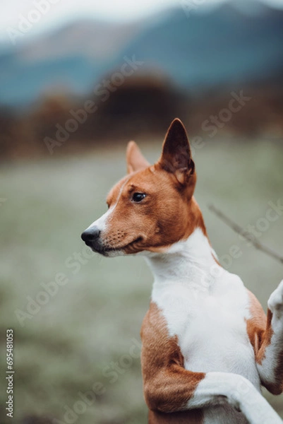 Obraz Basenji dogs in their natural environment.
