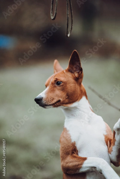 Obraz Basenji dogs in their natural environment.