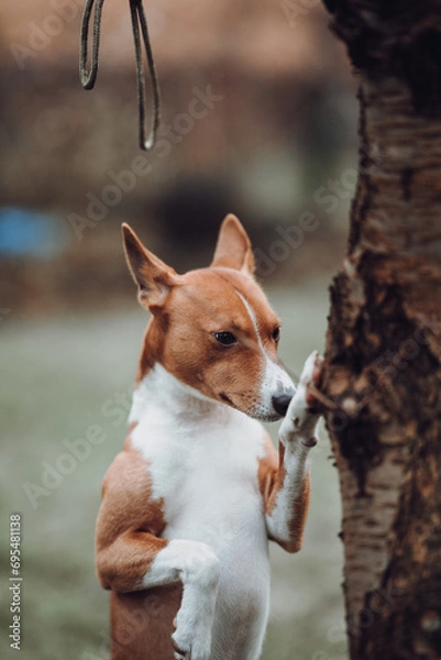 Obraz Basenji dogs in their natural environment.