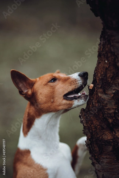 Obraz Basenji dogs in their natural environment.