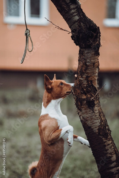 Obraz Basenji dogs in their natural environment.