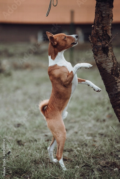 Obraz Basenji dogs in their natural environment.