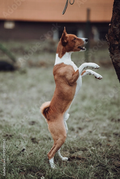 Obraz Basenji dogs in their natural environment.