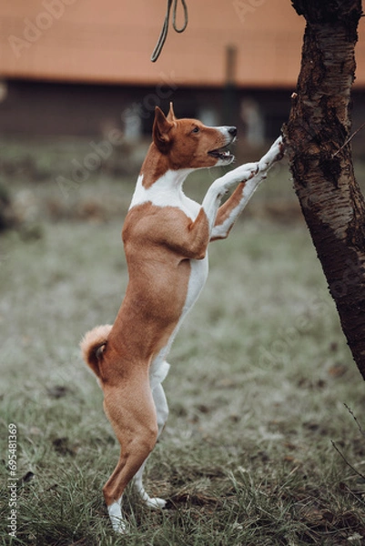 Obraz Basenji dogs in their natural environment.