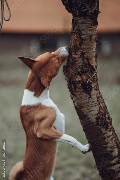 Obraz Basenji dogs in their natural environment.