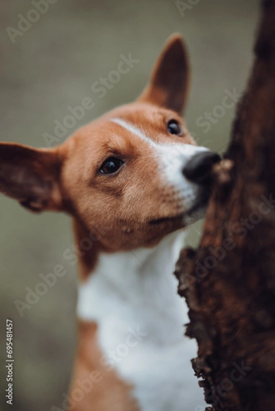 Obraz Basenji dogs in their natural environment.