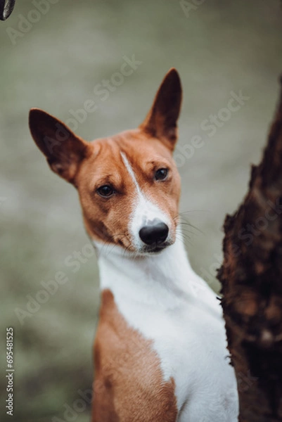 Obraz Basenji dogs in their natural environment.