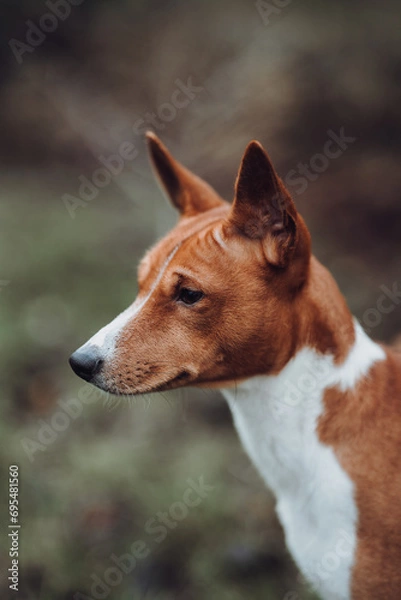 Obraz Basenji dogs in their natural environment.