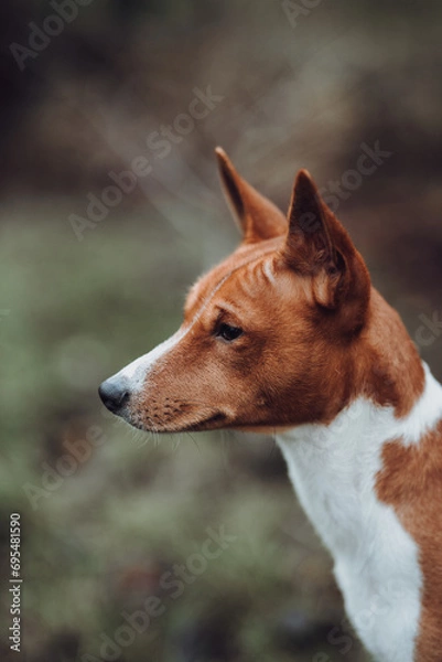 Obraz Basenji dogs in their natural environment.